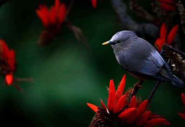 আবারো আন্তর্জাতিক পুরস্কার পেল সাতছড়ির পাখির ছবি